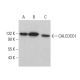 CALCOCO1 Antibody (A-10) - Western Blotting - Image 379017