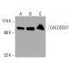 CALCOCO1 Antibody (A-10) - Western Blotting - Image 416077