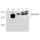 CALCOCO2 Antibody (C-9) - Western Blotting - Image 291976