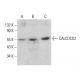 CALCOCO2 Antibody (E-10) - Western Blotting - Image 376313