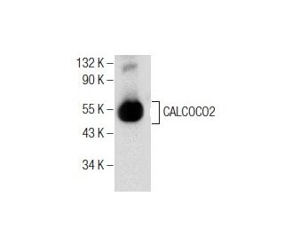 CALCOCO2 Antibody (F-6) - Western Blotting - Image 155834 