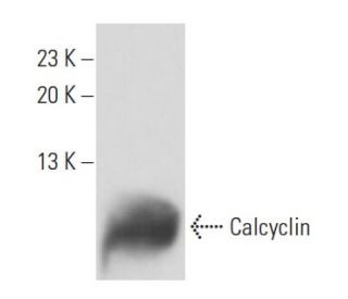 Calcyclin Antibody (7D11A8) - Western Blotting - Image 15725 