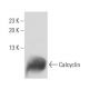 Calcyclin Antibody (7D11A8) - Western Blotting - Image 15725 