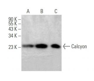 Calcyon Antibody (G-8) - Western Blotting - Image 371700 