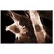 Caldesmon Antibody (8) - Immunofluorescence - Image 60626