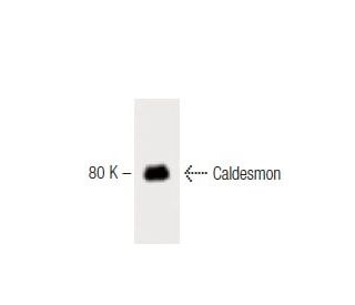 Caldesmon Antibody (8) - Western Blotting - Image 60342 