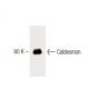 Caldesmon Antibody (8) - Western Blotting - Image 60342 