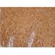 Calgizzarin Antibody (B-5) - Immunohistochemistry - Image 387115