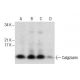Calgizzarin Antibody (B-5) - Western Blotting - Image 287476 