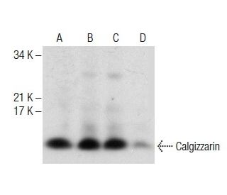 western blotting image from recommended Calgizzarin (B-5) monoclonal antibody replacement. Image 287476