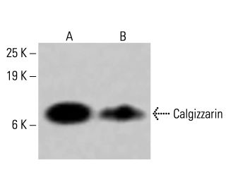 Calgizzarin Antibody (B-5) - Western Blotting - Image 415042