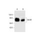 western blotting image from recommended CALM (A-2) monoclonal antibody replacement. Image 289691