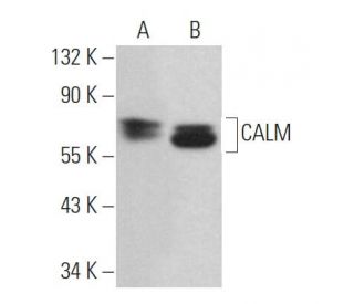 CALM Antibody (D-8) - Western Blotting - Image 363065 