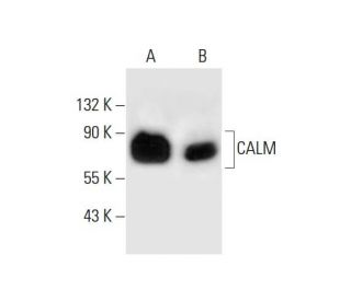western blotting image from recommended CALM (A-2) monoclonal antibody replacement. Image 289691