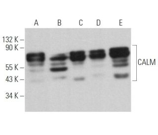 CALM Antibody (G-8) - Western Blotting - Image 363063 