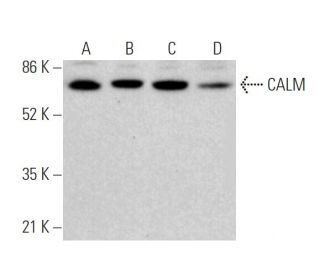 CALM Antibody (F-3) - Western Blotting - Image 374679