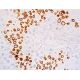 Calmegin Antibody (B-11) - Immunohistochemistry - Image 411705 