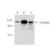 Calmegin Antibody (B-11) - Western Blotting - Image 344628 