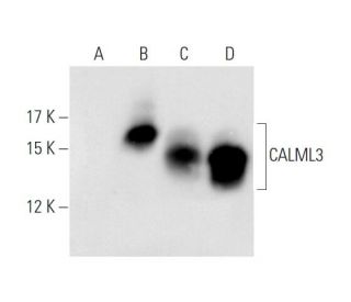 CaM Antibody (G-3) - Western Blotting - Image 56510The Double Nickase Plasmid features a U6 promoter for sgRNA expression, a 20 nt targeting sequence, and a gRNA scaffold to guide Cas9n. It includes a CBh promoter for Cas9n (D10A) and puromycin resistance, GFP for transfection verification, and nuclear localization signals (NLS). The 2A peptide allows co-expression of Cas9n and Puro from a single promoter, enabling precise genome editing with reduced off-target effects.