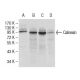 Calnexin Antibody (3H4A7) - Western Blotting - Image 137469