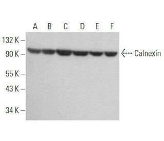 Calnexin Antibody (6D195) - Western Blotting - Image 353220 