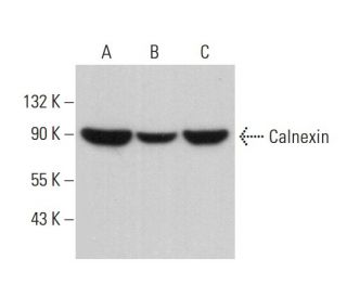 Calnexin Antibody (6D195) | SCBT - Santa Cruz Biotechnology