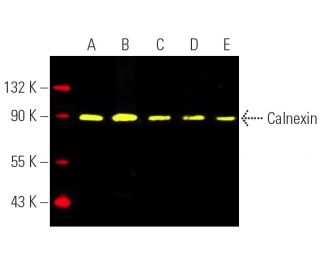 Calnexin Antibody (AF18) - Western Blotting - Image 391083 