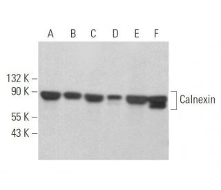 western blotting image from recommended Calnexin (AF18) monoclonal antibody replacement. Image 352812