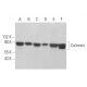 western blotting image from recommended Calnexin (AF18) monoclonal antibody replacement. Image 352812
