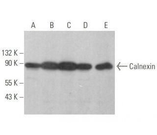 Calnexin Antibody (E-10) - Western Blotting - Image 352813 
