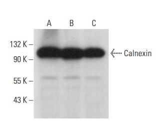 Calnexin Antibody (TO-5) - Western Blotting - Image 376374 