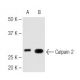 Calpain 1/2 Antibody (28F3) - Western Blotting - Image 67296