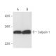 Calpain 1 Antibody (5B3) - Western Blotting - Image 11094 