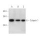Calpain 1 Antibody (5B3) - Western Blotting - Image 357402 