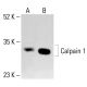 Calpain 1 Antibody (5B3) - Western Blotting - Image 413030