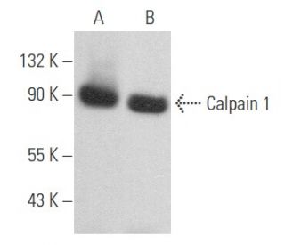 Calpain 1 Antibody (A-5) - Western Blotting - Image 357412 