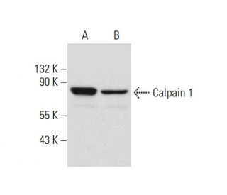 western blotting image from recommended Calpain 1 (D-11) monoclonal antibody replacement. Image 299269