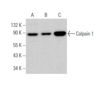 Calpain 1 Antibody (D-11) - Western Blotting - Image 378670 