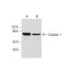 western blotting image from recommended Calpain 1 (D-11) monoclonal antibody replacement. Image 299269