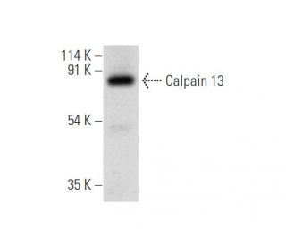Calpain 13 Antibody (A-4) - Western Blotting - Image 314197