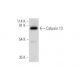 Calpain 13 Antibody (A-4) - Western Blotting - Image 314197
