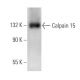 Calpain 15 Antibody (D-5) - Western Blotting - Image 375924