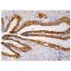 immunohistochemistry image from recommended Calpain 2 (E-10) monoclonal antibody replacement. Image 159587