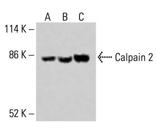 Calpain 2 Antibody (E-10) - Western Blotting - Image 414473