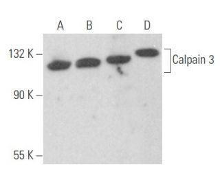 Calpain 3 Antibody (E-6) - Western Blotting - Image 356088 