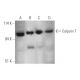 Calpain 7 Antibody (F-10) - Western Blotting - Image 349114 