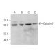Calpain 7 Antibody (F-10) - Western Blotting - Image 380392