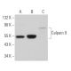 Calpain 9 Antibody (E-6) - Western Blotting - Image 362339