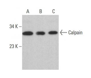 western blotting image from recommended Calpain (B-8) monoclonal antibody replacement. Image 376442