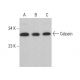 western blotting image from recommended Calpain (B-8) monoclonal antibody replacement. Image 376442